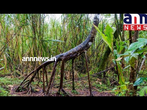 The walking tree of South America