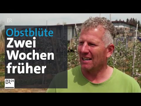Apfelbäume blühen zwei Wochen früher als sonst | Abendschau | BR24