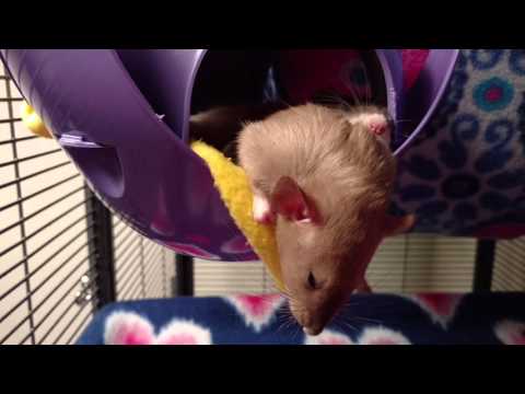 Sleepy Rats Are Adorable!