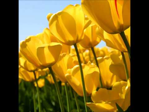 UNIVERSO NO TEU CORPO - MARIA THEREZA MECHA BRANCA