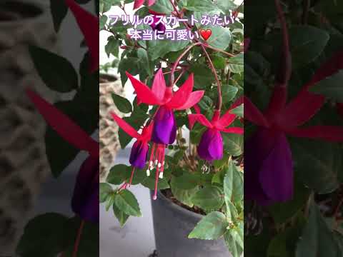 フクシアの剪定方法は？植物が実際に再び成長できるようにするには、いつ剪定する必要がありますか?  庭園