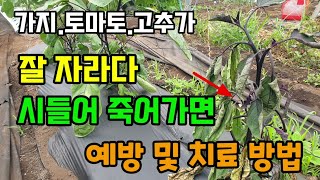 가지.고추.토마토가 잘자라다가 시들어 죽어갈때 그냥 두면 다른것도 죽어요 이렇게 예방 및 치료하세요