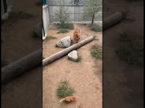 Cat Near Tiger Habitat | Uncommon Zoo Observation #shorts