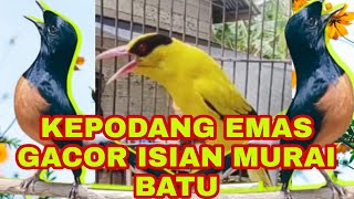 Download lagu Kepodang emas gacor full isian, Bongkar isian semua burung kicau. mp3