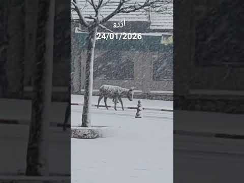 تساقطات ثلجية كثيفة بأزرو الحمد لله
