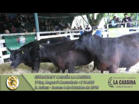 04-10-18 Venta de Vaquillonas P.C. y M.A.S. - Estancias y Cabaña La Cassina - Benito Juárez