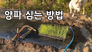 양파모종 잘 심는 방법 깊이와 넓이는 어떻게 할까요