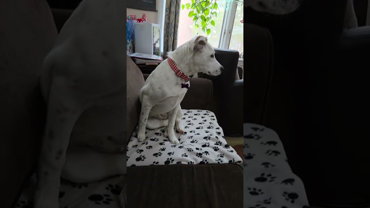 Enlarge Lilly in Maine, an adoptable mixed breed in South Portland, ME video 6/6