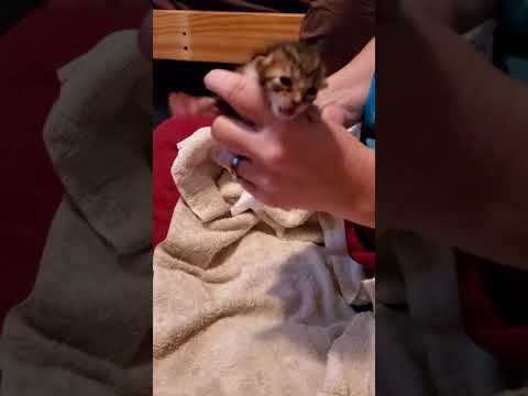 We Like To Potty (Kitten Stimulation)