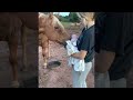 Gentle Horse Meets New Baby for the First Time || ViralHog