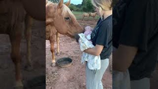 Gentle Horse Meets New Baby for the First Time || ViralHog
