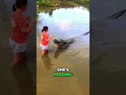 ReAction Video: Florida Woman's Close Encounter w/ a Ginormous Alligator! #shorts #wildlife #viral