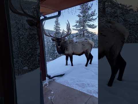 Elk CHISTOSO #latinosencolorado #latinosenusa #colorado #elkseason