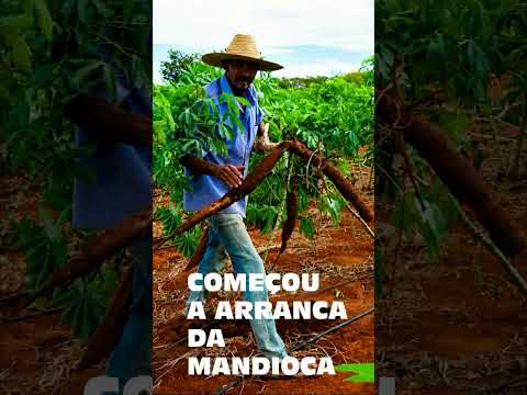 Sr. Leonor Começou A arranca da mandioca para fazer farinha em Itaguaçu Da Bahia