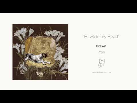 Video thumbnail for Hawk in my Head