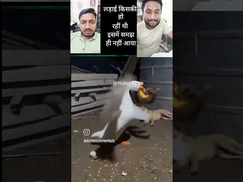 कौन किसको मार रहा है समझ में नहीं आ रहा 😁😂