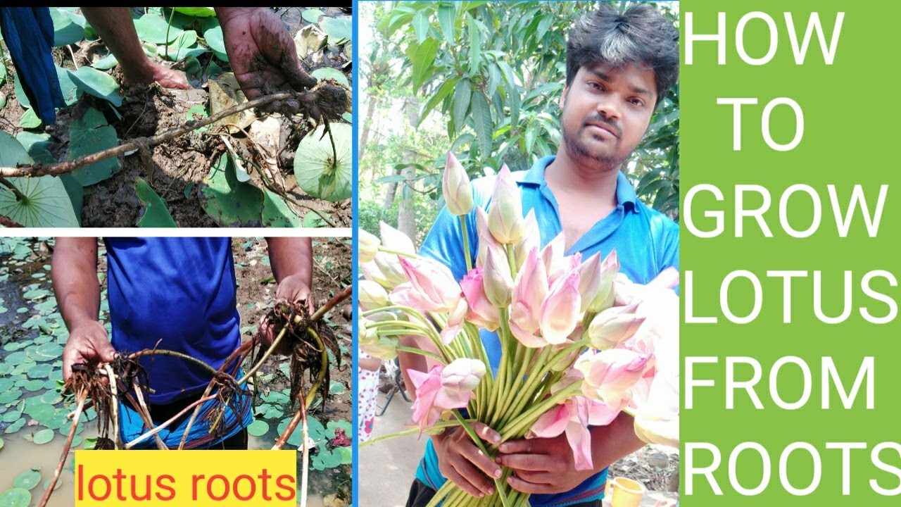 How to plant lotus at home with root collection
