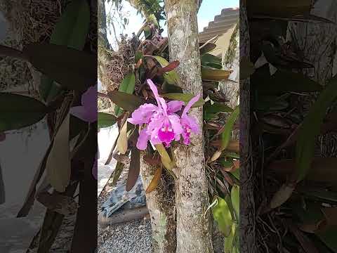 Orquídea en oiba Santander #viral #travesia #viralvideo #turismo #videoshorts #paisaje