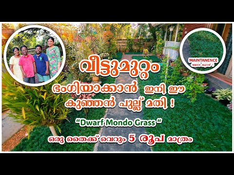 This little grass is enough to beautify your backyard | Dwarf Mondo Grass Kerala #mondograss #hom...