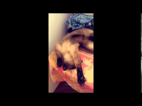 Raquel Savinon - "Oi mamãe" #10Snapchat