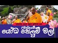 උමංදාවේ යෝධ නෙළුම් මල්