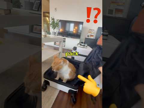 My cat refuses to let me pack...