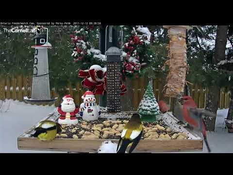 Mixed Flock Of Grosbeaks Round Out A Winter Scene In Ontario – Dec. 12, 2017