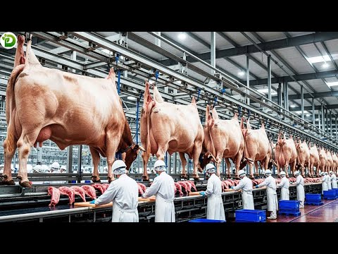 Inside World’s Largest Beef Processing Plant | How the World’s Largest Beef Plant Processes?