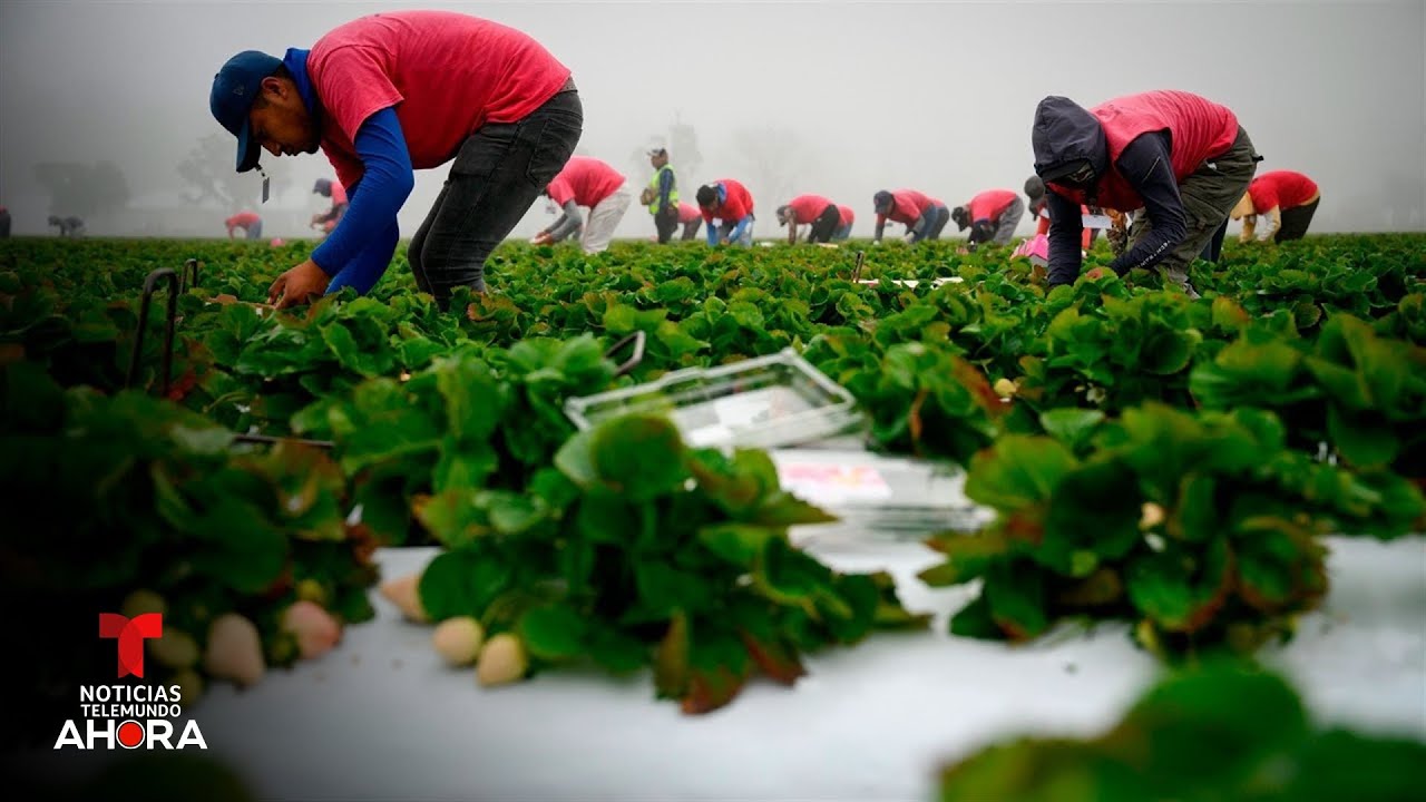 Celebran el primer Día del Trabajador Agrícola en California | Noticias Telemundo