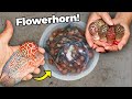 Secrets Shared by a Thailand Flowerhorn Breeder [Tour]