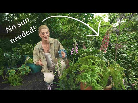 The Best Ever Plants for Shade and How to Plant Them