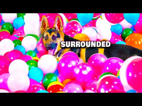 Dog Vs Balloon Army