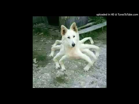 Virtual Money, DK9 - Fumando del pakistán (FDP)