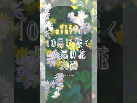 秋のマルチ：どのタイプを選択し、いつどのように適用するか？  庭園