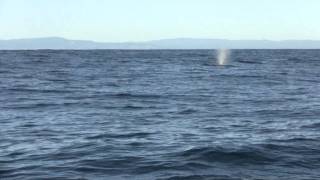 Big Waves and whales