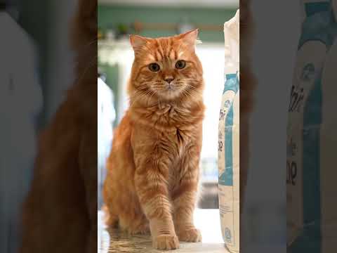 The Great Flour Cat-astrophe 😹