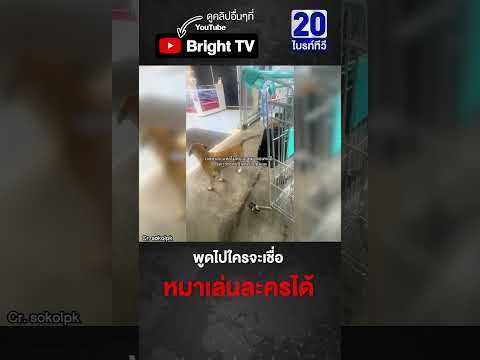 สาวเจอหมาขู่จะกัด พอแม่เดินมาเท่านั้น จากตัวร้ายกลายเป็นนางเอก