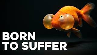 Download lagu How We Bred Goldfish into Living Deformities mp3