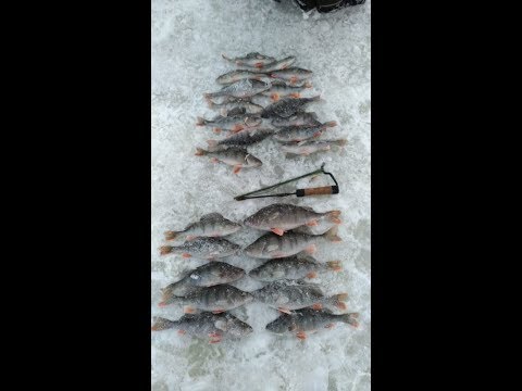 Ahvenen ja kuhan pilkintä 2019 (Osa 1)