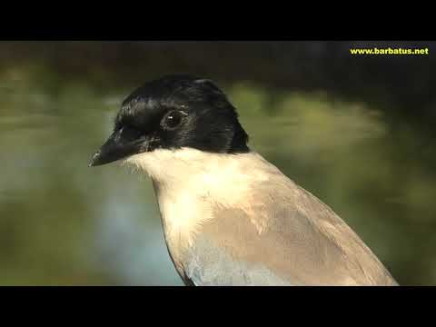 RABILARGO | AZUREW-WINGED MAGPIE