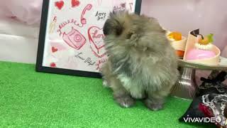 ハーフ犬の動画01