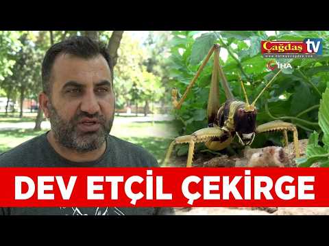 BATMAN’DA DEV ETÇİL ÇEKİRGE…