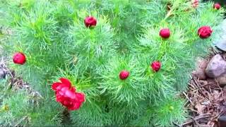 Peony Tree Plants - Wisconsin Garden Video Blog 397