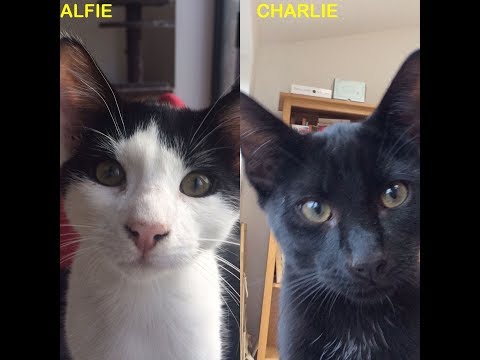 Alfie & Charlie The First 7 Days
