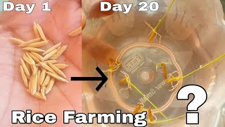Rice Farming || How to grow Rice at home, Grow rice from rice
