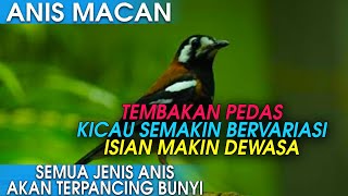 Download lagu ANIS MACAN GACOR PEDAS MASTER ISIAN DAN PANCINGAN ANIS MACET BUNYI mp3