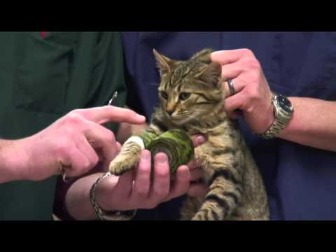 How to Care for Injured Cats - YouTube