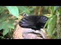 Bird Wmv