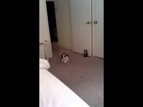 It's only a piece of fur