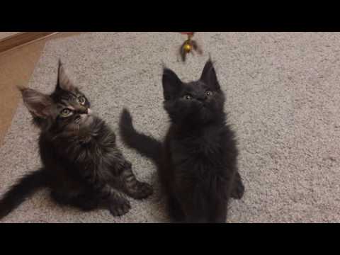 J'adore & Joseline Emerald Soul maine coon